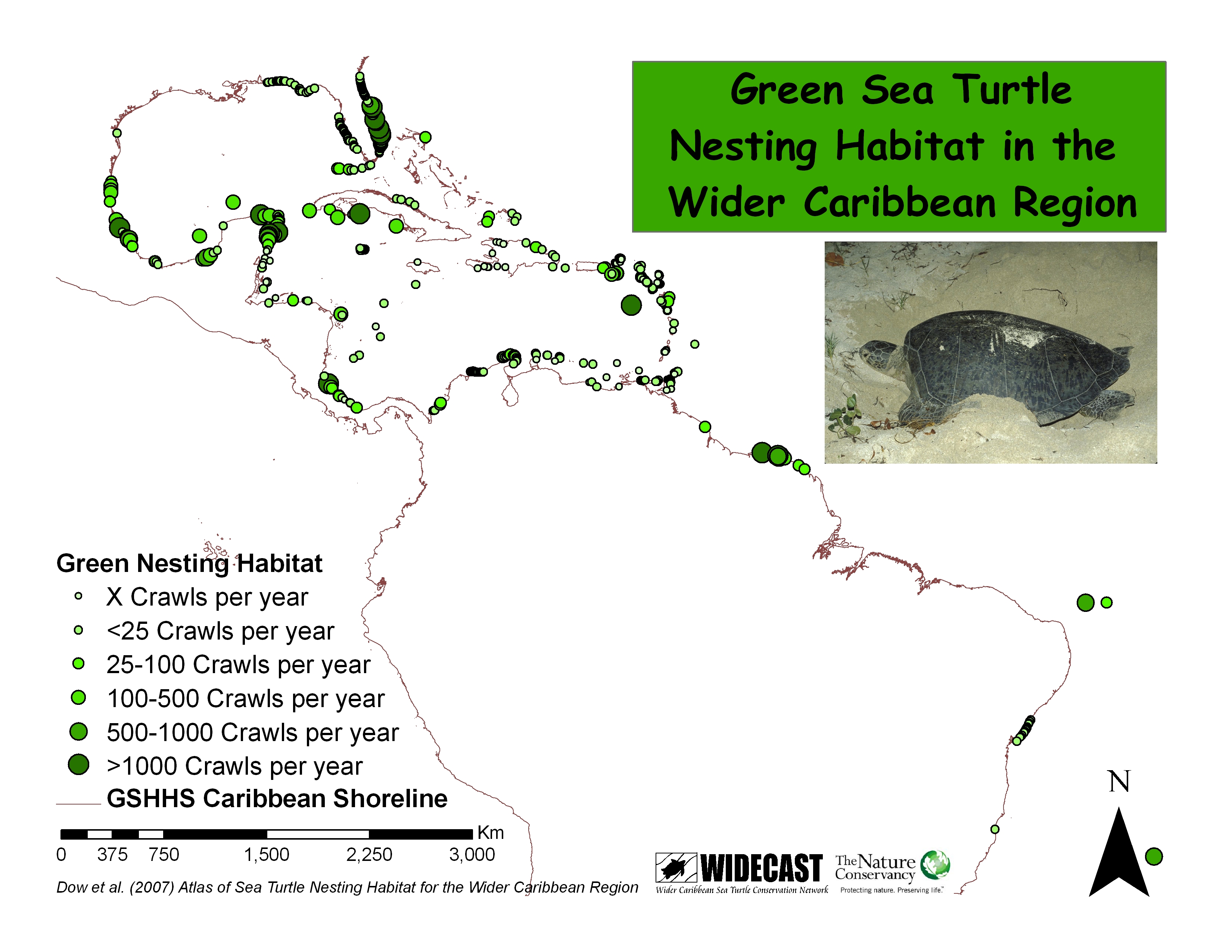 How long do green sea turtles live?