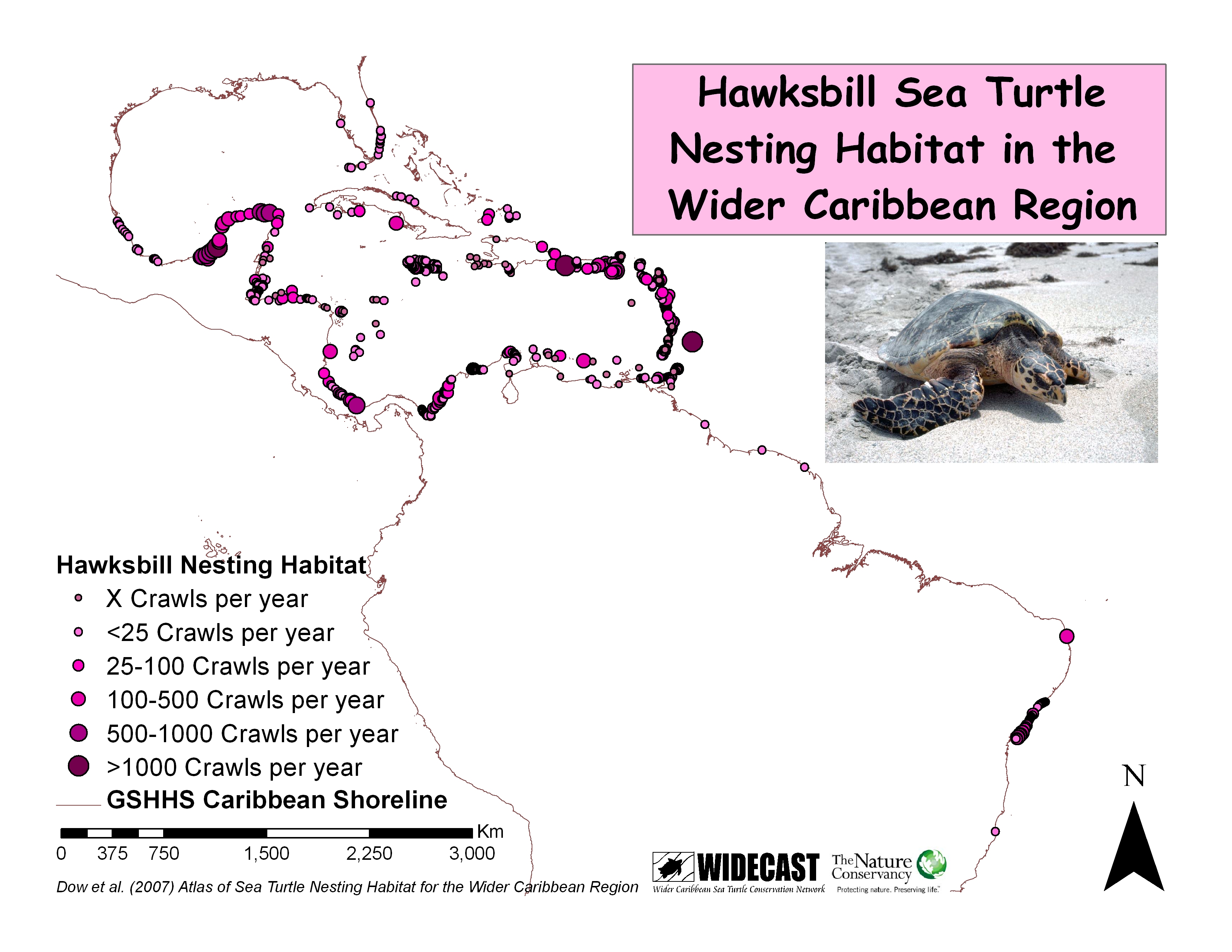 where do hawksbill sea turtles live in Florida