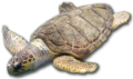 Loggerhead turtle