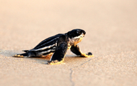 Leatherback turtle is the world's largest turtle. this turtle can grow up to 2 m. long and weigh up to 900 kg.