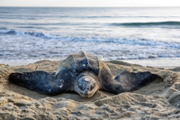 Leatherback turtle (Dermochelys coriacea) digging nest, Trinidad, West Indies, Caribbean